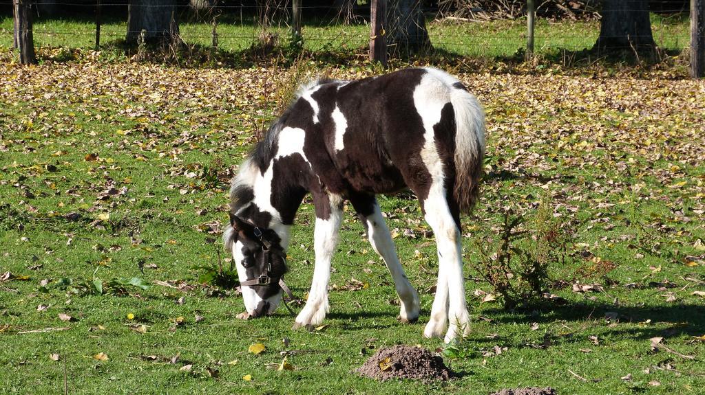Et Relais Equestre De Marie *