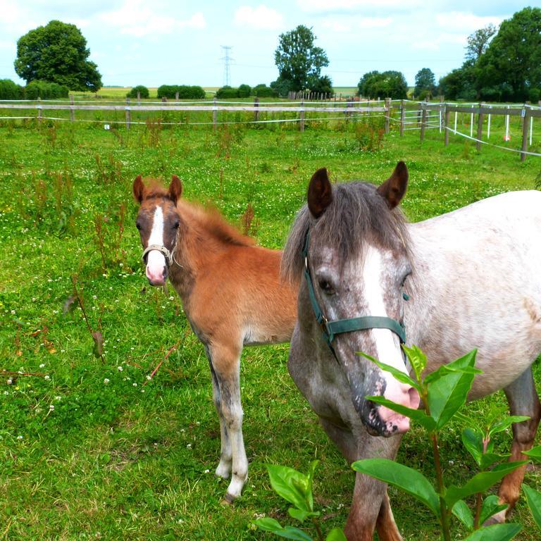 Et Relais Equestre De Marie