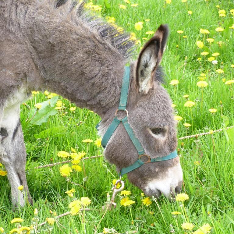 Et Relais Equestre De Marie * Tours-en-Vimeu