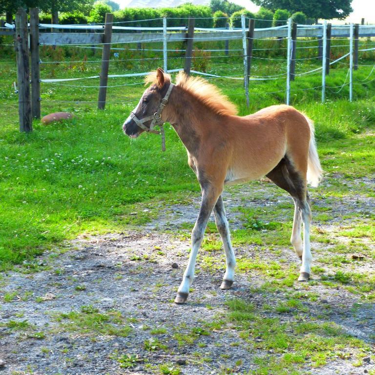 Et Relais Equestre De Marie Casa de Férias